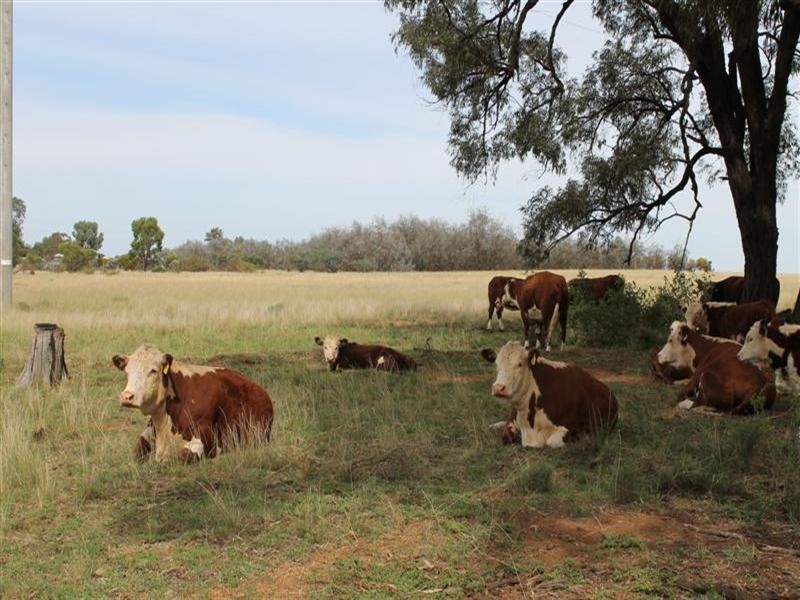 ‘Quindalup’ Terramungamine, Dubbo NSW 2830