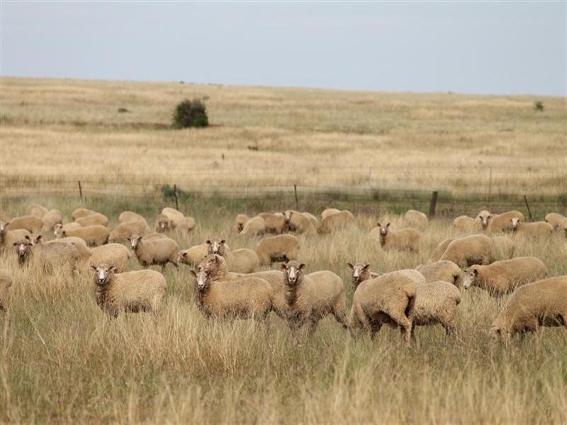 ‘QUINDALUP’ TERRAMUNGAMINE, Dubbo NSW 2830
