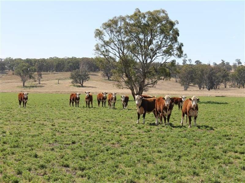 The Rock, Coolah NSW 2843