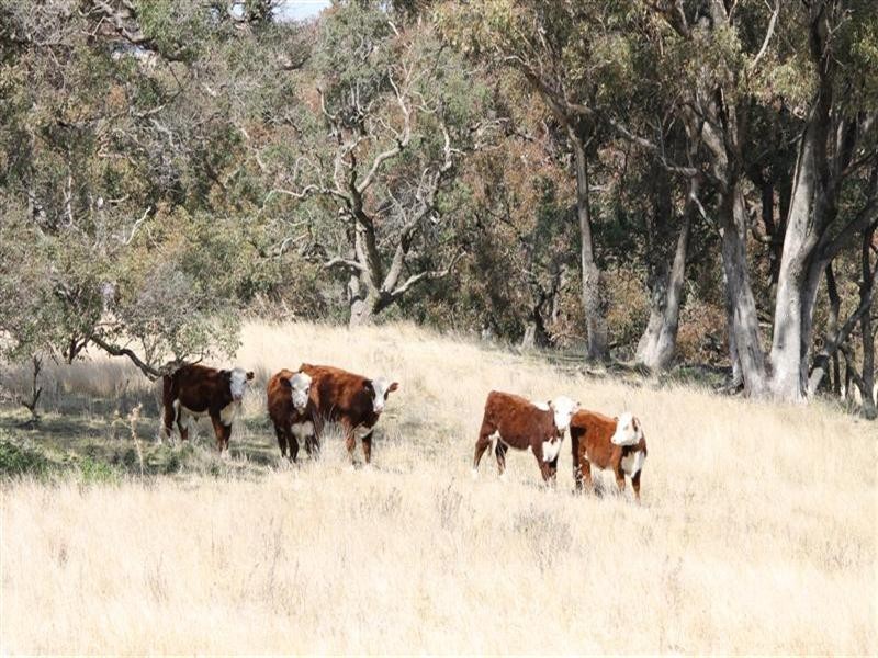 The Rock, Coolah NSW 2843
