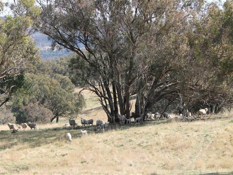 The Rock, Coolah NSW 2843