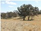 The Rock, Coolah NSW 2843