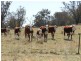 The Rock, Coolah NSW 2843