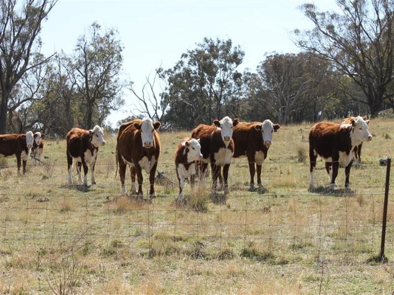 The Rock, Coolah NSW 2843
