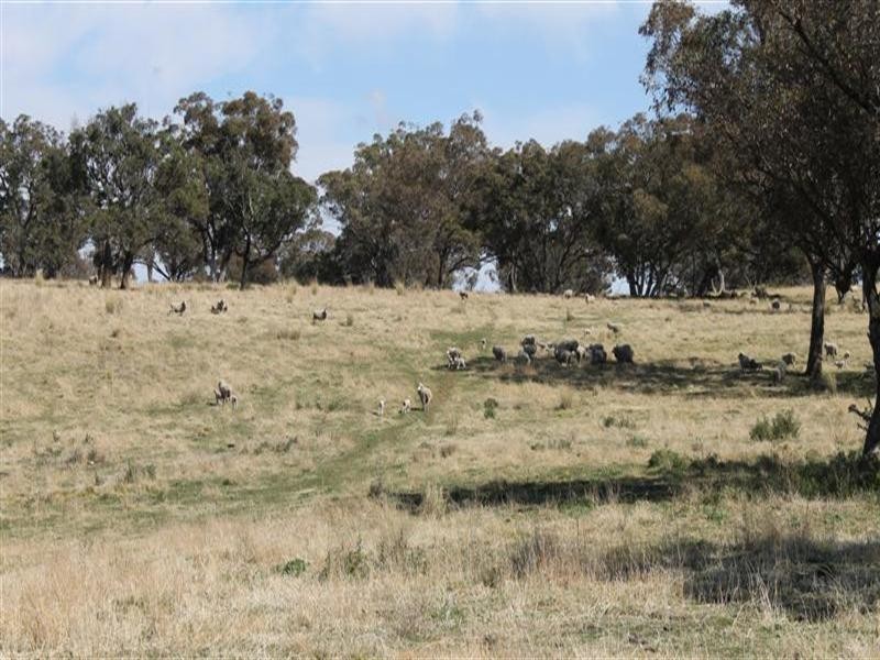 The Rock, Coolah NSW 2843