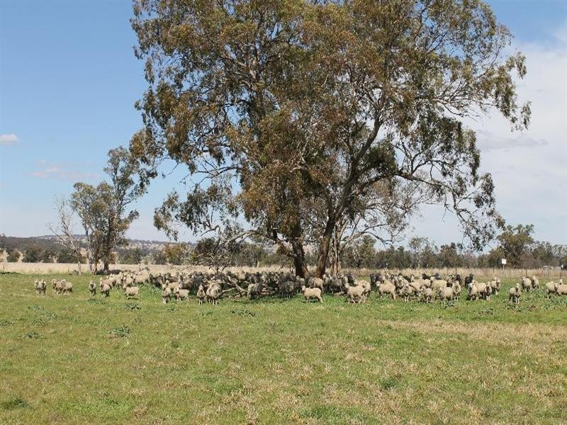 The Rock, Coolah NSW 2843
