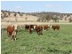 The Rock, Coolah NSW 2843