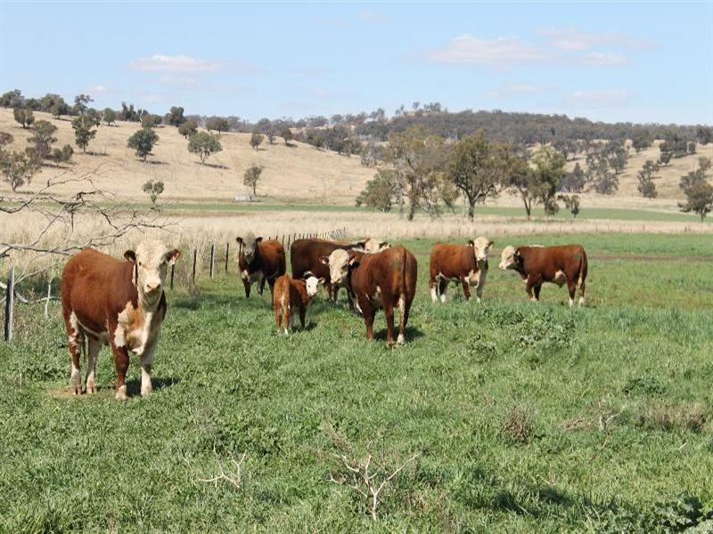 The Rock, Coolah NSW 2843