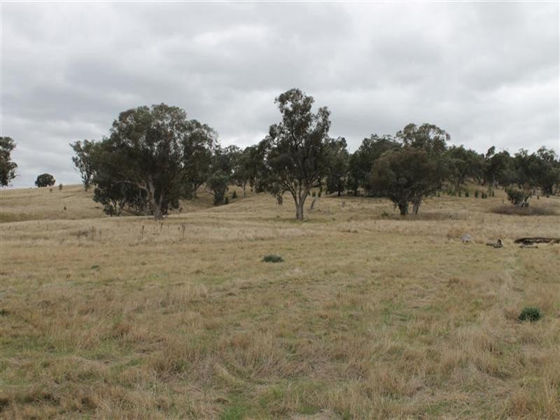 “Hill Paddock”, Wellington NSW 2820