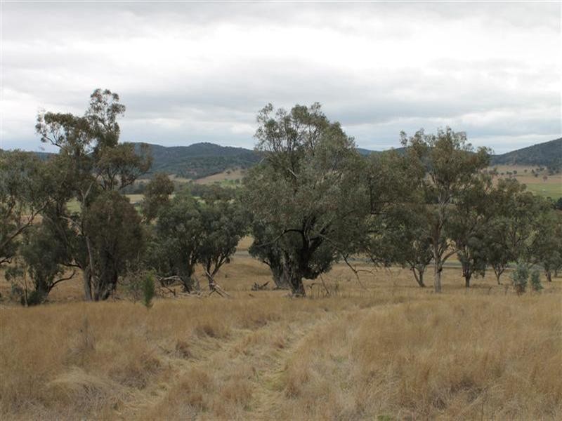 “Hill Paddock”, Wellington NSW 2820