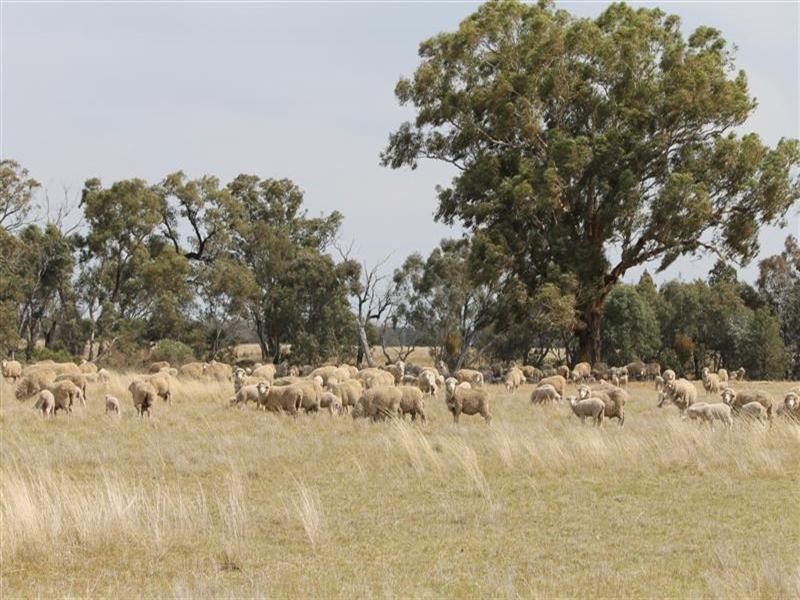 Brenford Wards Road, Tomingley NSW 2869