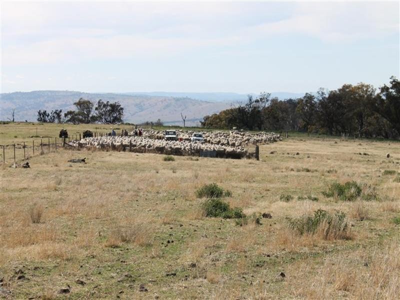 The Rock Homestead, Coolah NSW 2843