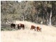 The Rock Homestead, Coolah NSW 2843