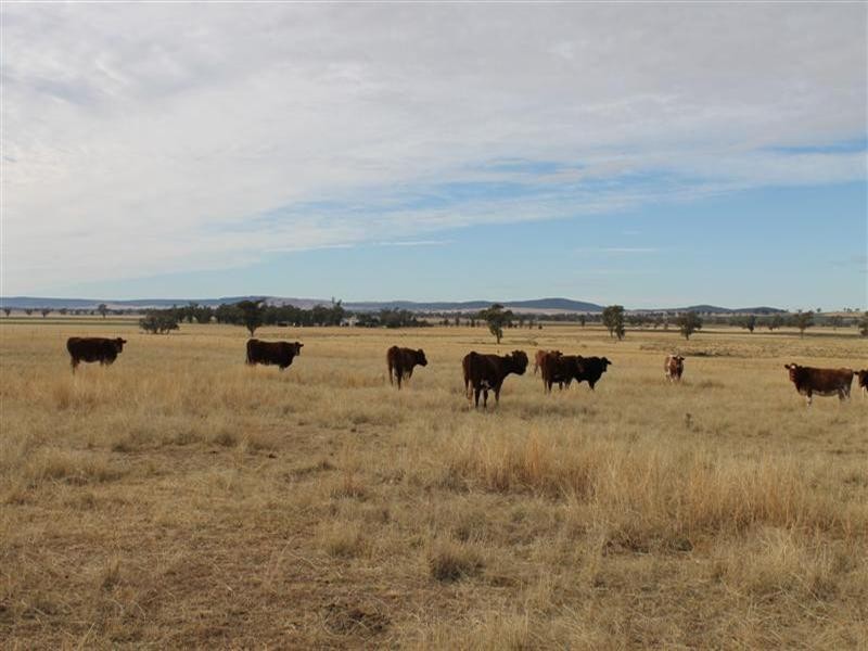 Lagoon Lawson Park Road, Dunedoo NSW 2844