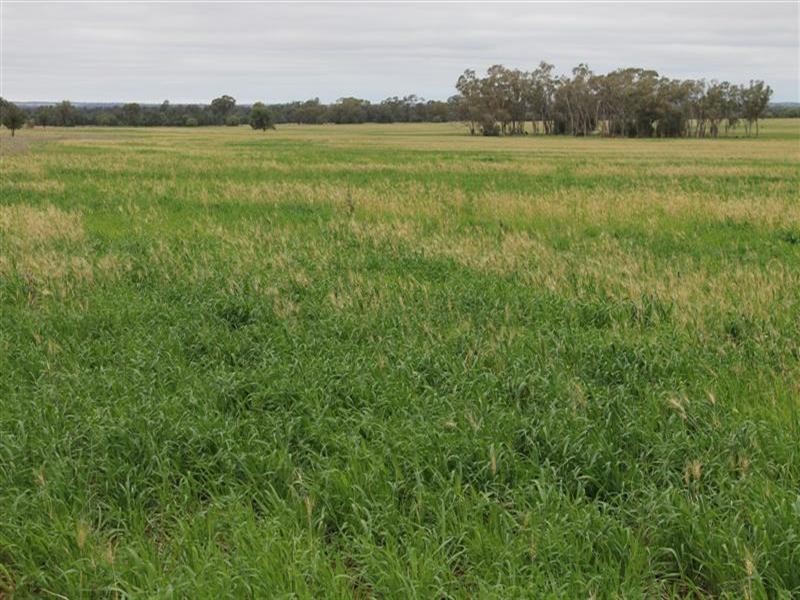 Tottenham NSW 2873