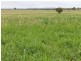 Tottenham NSW 2873