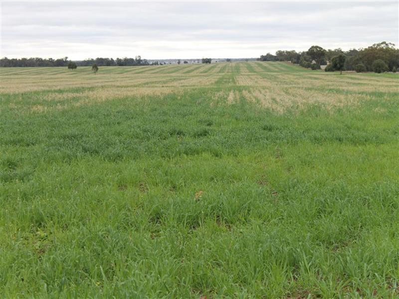 Tottenham NSW 2873