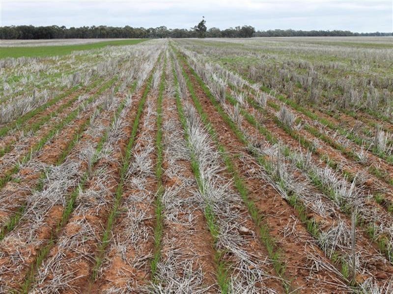 Tottenham NSW 2873