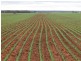 Tottenham NSW 2873