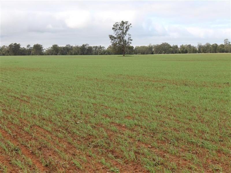 Tottenham NSW 2873