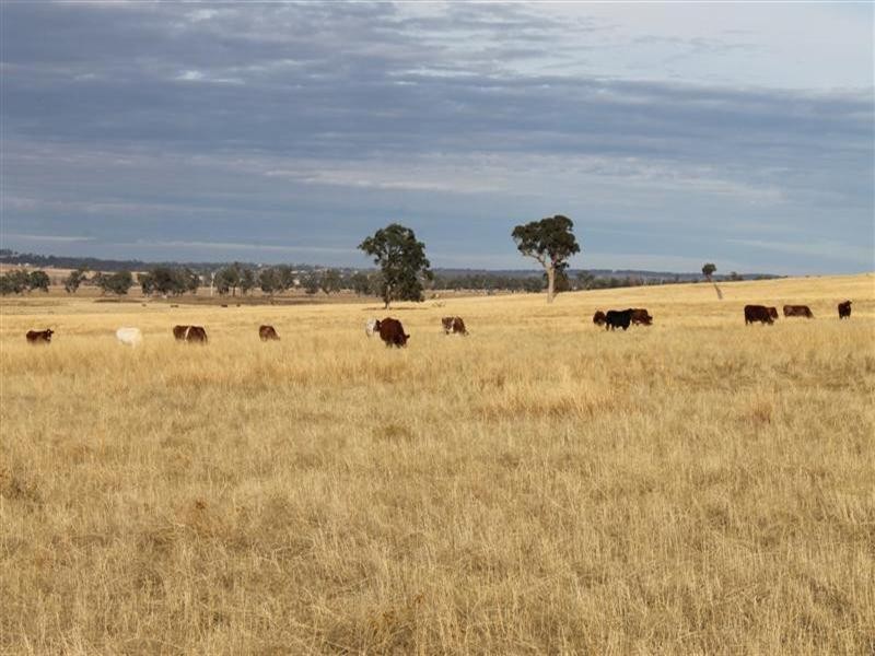 Dunedoo NSW 2844
