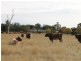 Dunedoo NSW 2844