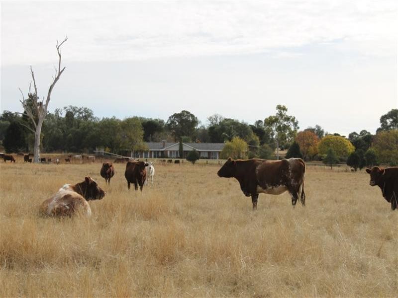Dunedoo NSW 2844