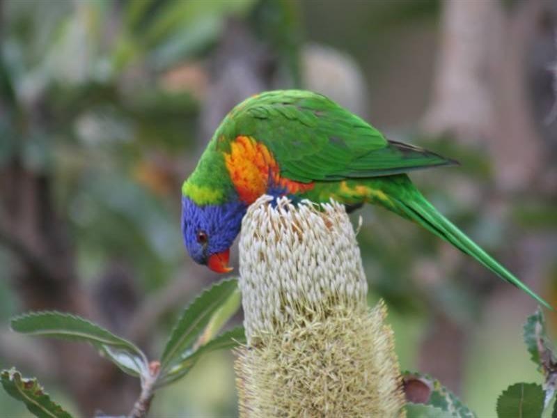 3 Cotswold Road, Dural NSW 2158