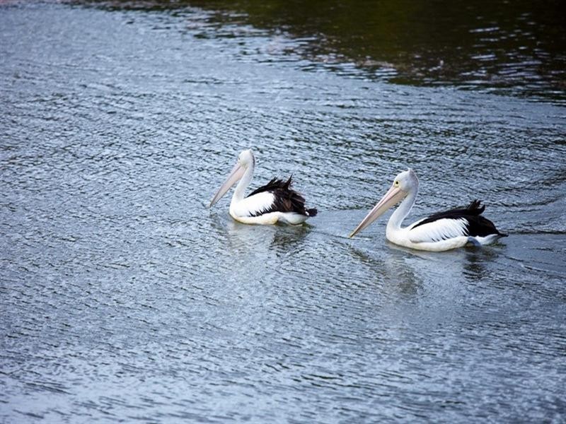 30/1 Cooks Avenue, Canterbury NSW 2193