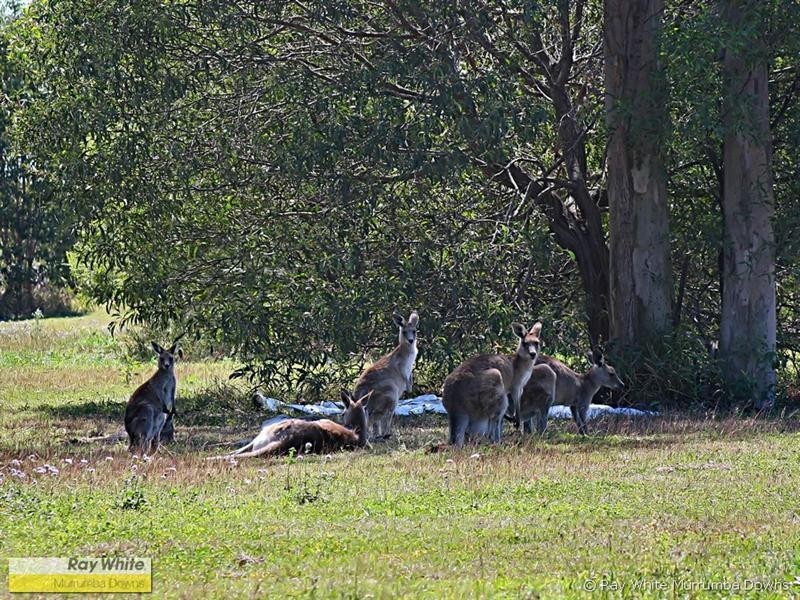 Griffin QLD 4503