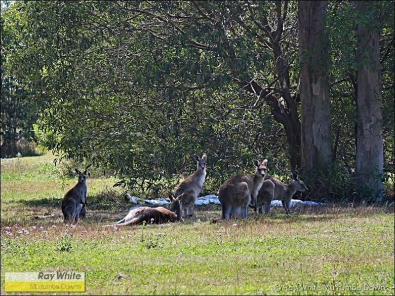 North Lakes QLD 4509