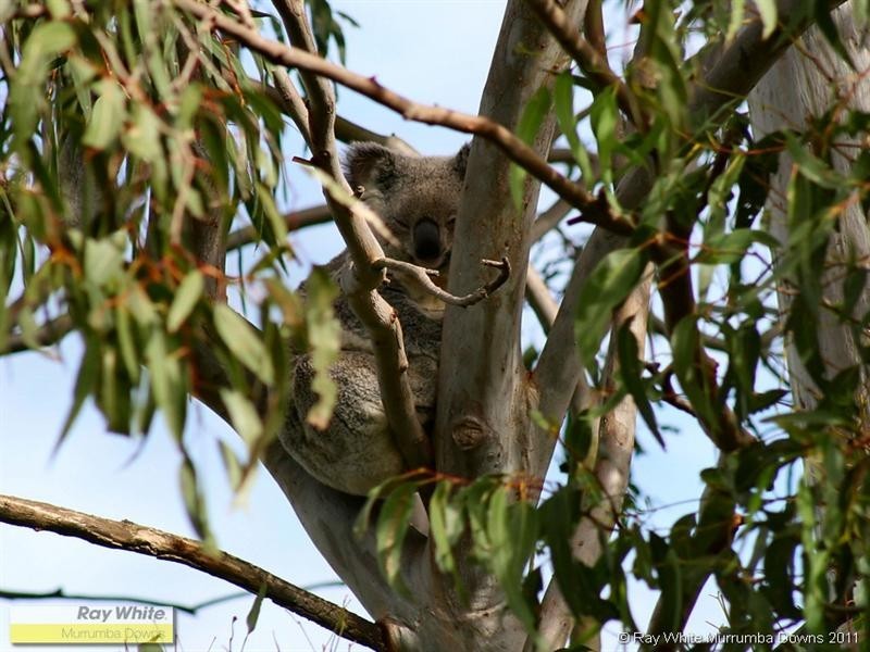 3 Edgewater Court, Murrumba Downs QLD 4503