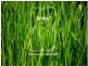 Lot 512 – 13 Ferngully Crescent, South Morang VIC 3752