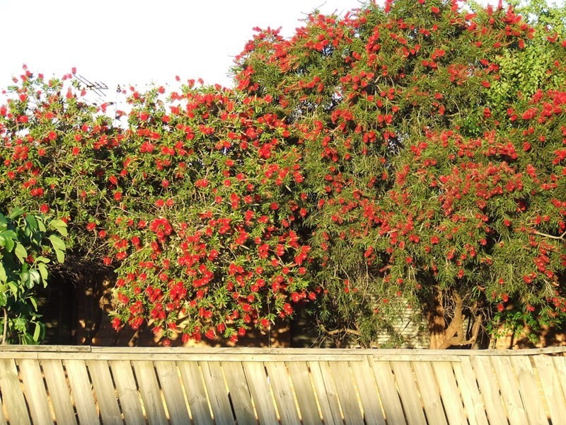 42 Vasey Avenue, Lalor VIC 3075