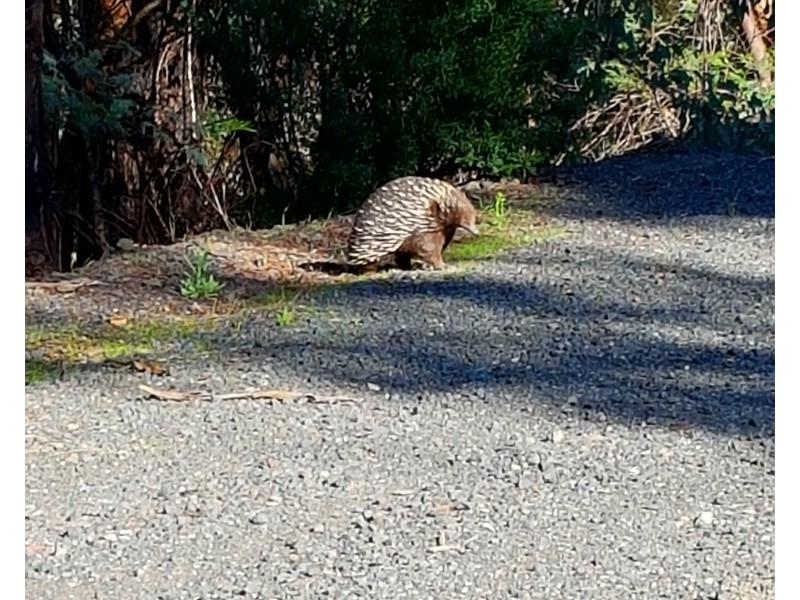 540 Doctors Creek Road, Reedy Creek VIC 3658