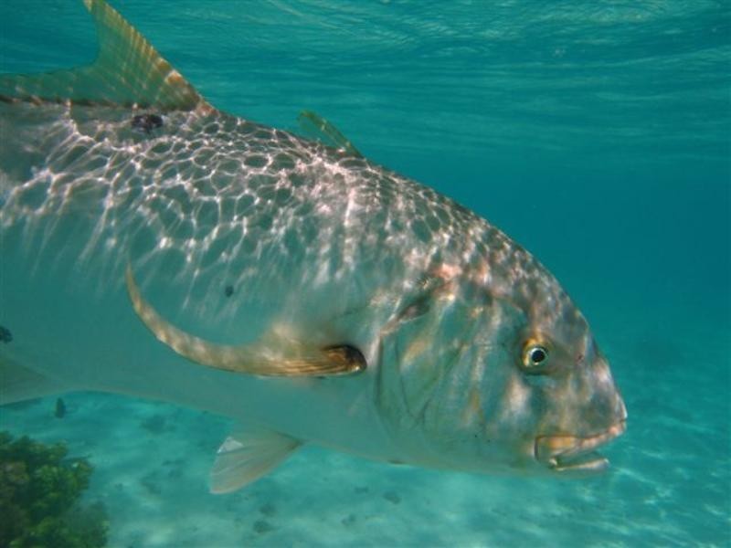 415 Madaffari Drive, Exmouth WA 6707