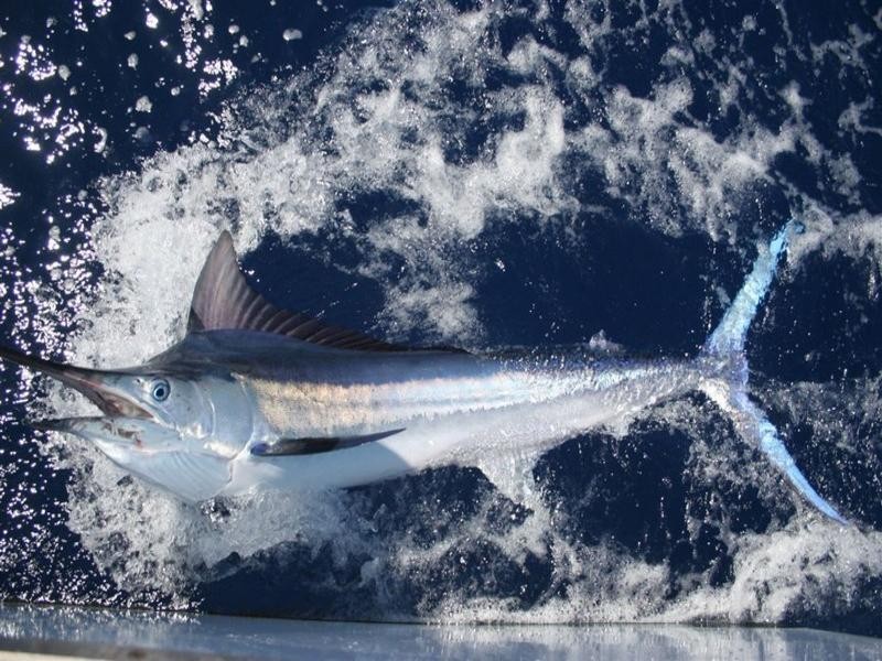 Lot 173 Cobia Close, Exmouth WA 6707