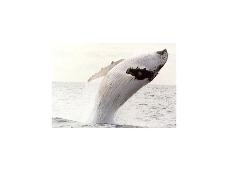 Lot 313 Cape Wilderness Estate, Exmouth WA 6707