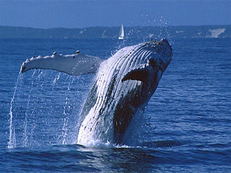 Lot 322 Cape Wilderness Estate, Exmouth WA 6707