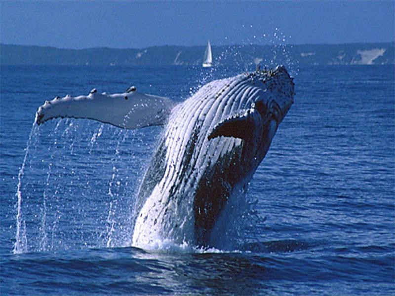 Lot 321 Cape Wilderness, Exmouth WA 6707