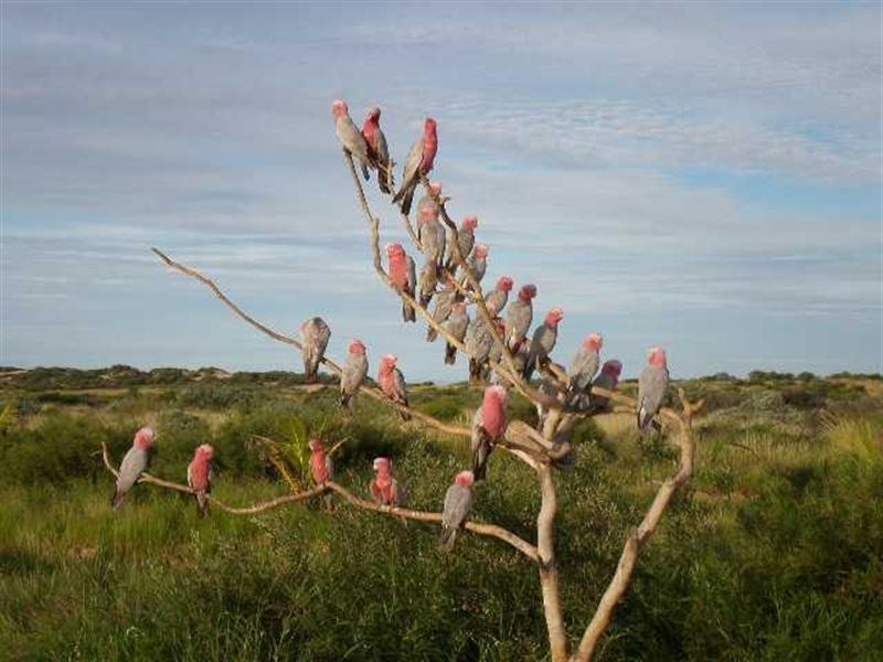 Lot 321 Cape Wilderness, Exmouth WA 6707