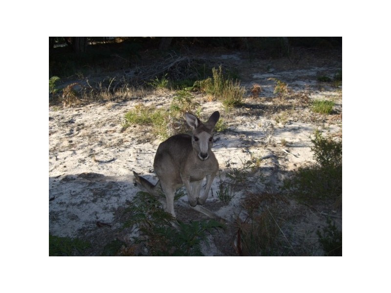 58 White Crescent, Loch Sport VIC 3851