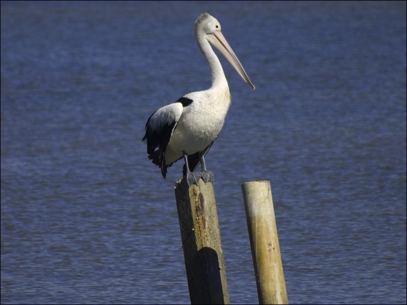 5 Bayswater Drive, Victoria Point QLD 4165