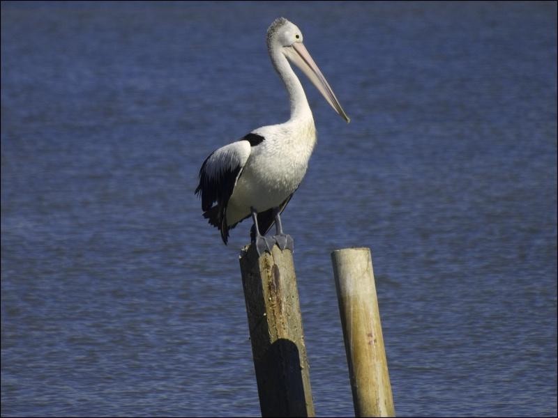 152 Shore Street North, Cleveland QLD 4163