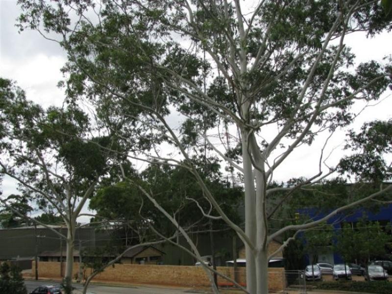 29/506-512 Pacific Highway, Artarmon NSW 2064