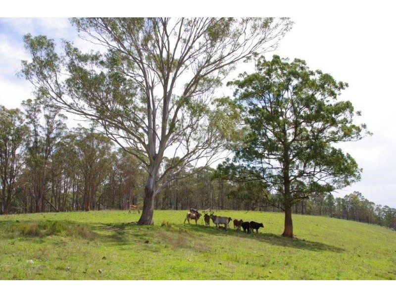 998 Nowendoc Road, Wingham NSW 2429