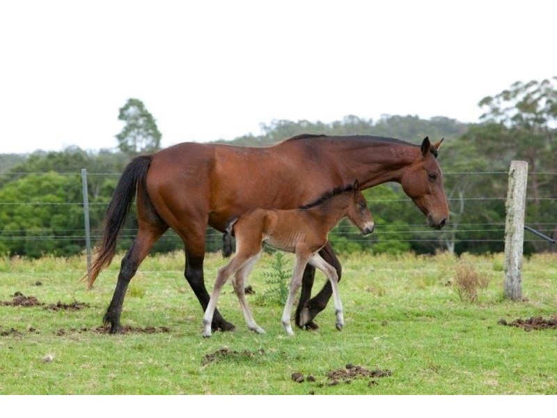 618 Half Chain Road, Koorainghat NSW 2430