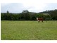 618 Half Chain Road, Koorainghat NSW 2430