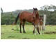 618 Half Chain Road, Koorainghat NSW 2430