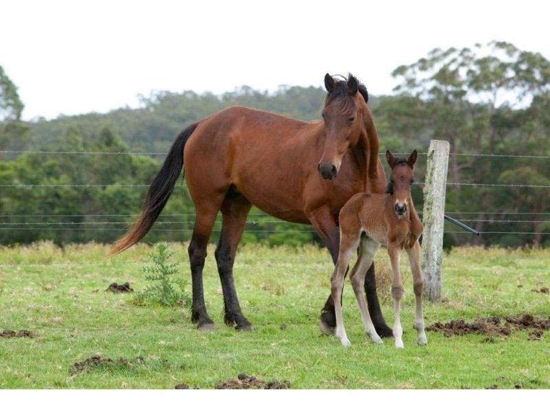 618 Half Chain Road, Koorainghat NSW 2430